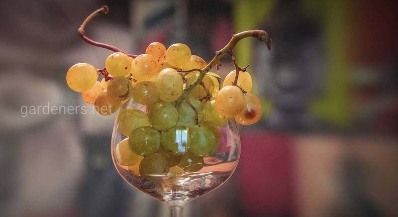 Виноделие — несложные рецепты и простое приготовление
