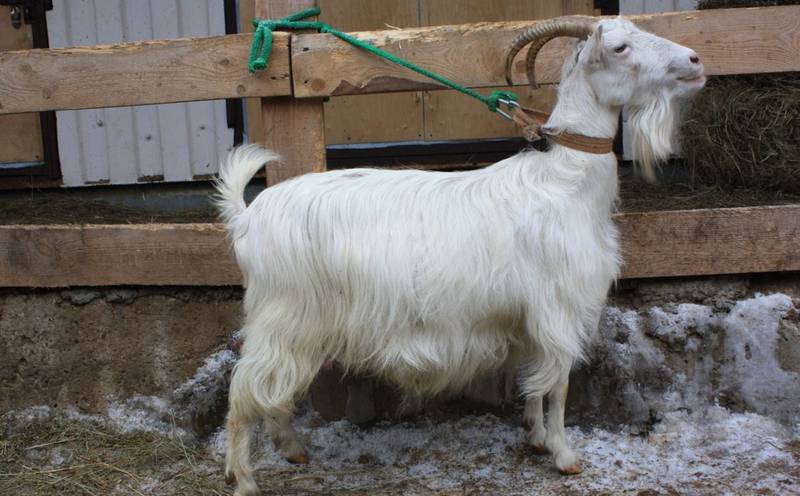 Какие микроклиматические и гигиенические условия необходимы для стабильного выращивания коз?