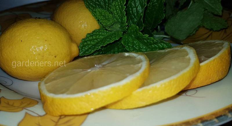 О пользе цитрусовых: лимон