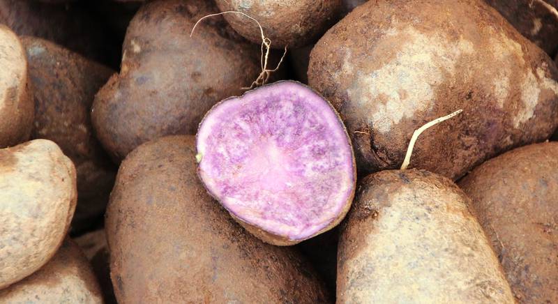 Интересные фиолетовые сорта картофеля 