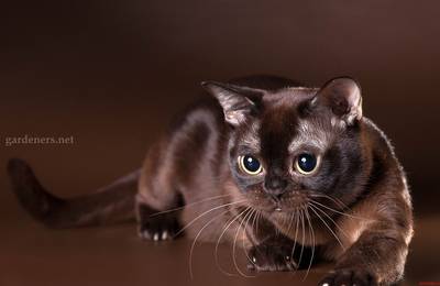 Бурманська короткошерста кішка