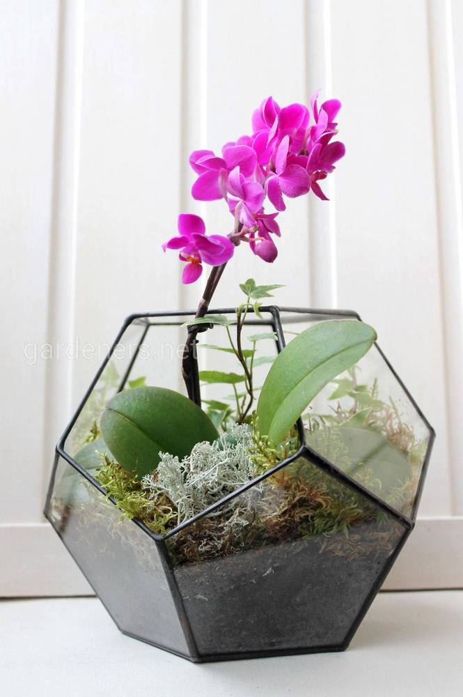 Орхидея в террариуме