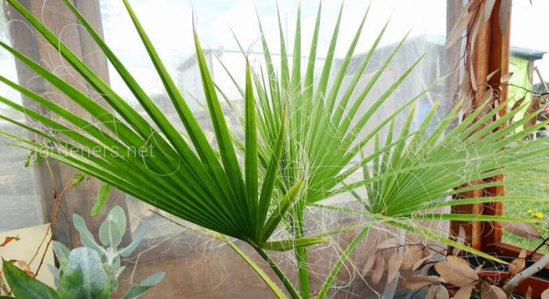 Вашингтония: уникальные виды самой мощной веерной пальмы