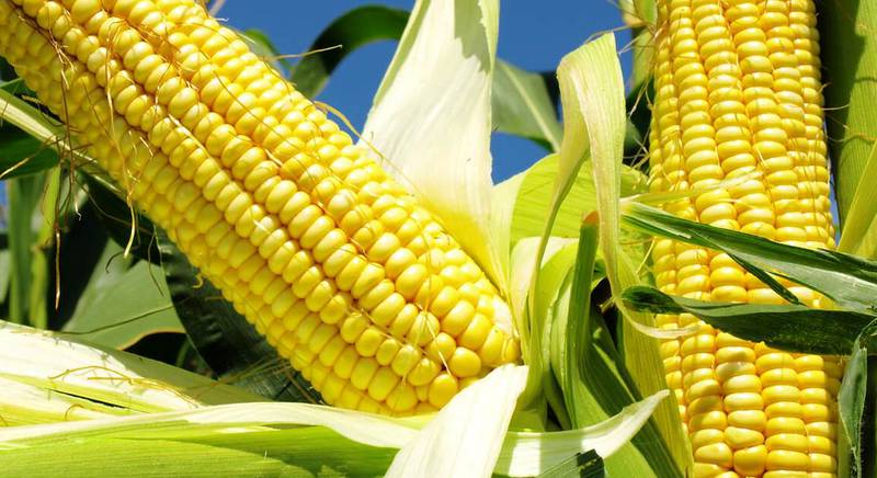 Сорта высокорослой кукурузы для территории Украины