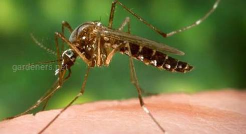 Желтая лихорадка - смертельно опасное заболевание, переносчиком которого являются комары