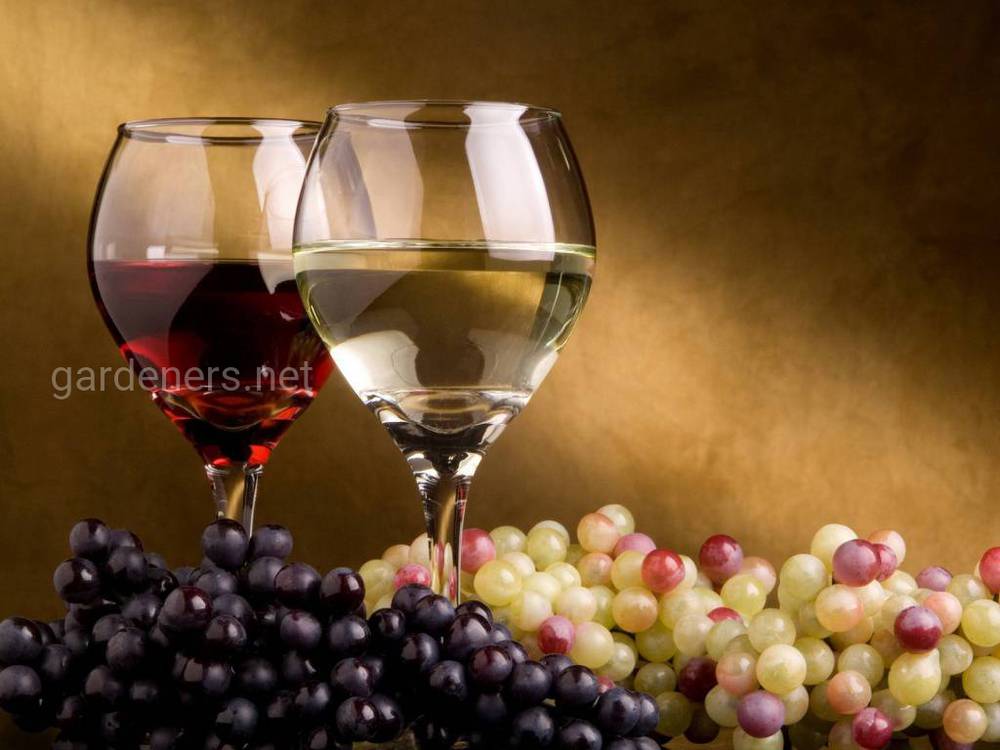 Виноградное вино без дрожжей