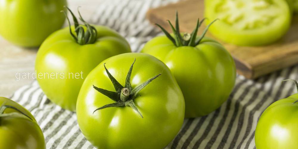 Маринованные зеленые помидоры