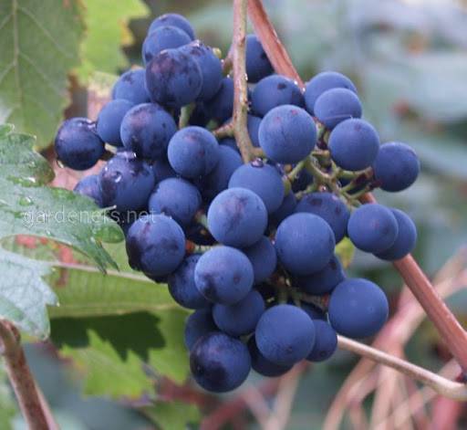 Виноград Синій Північний
