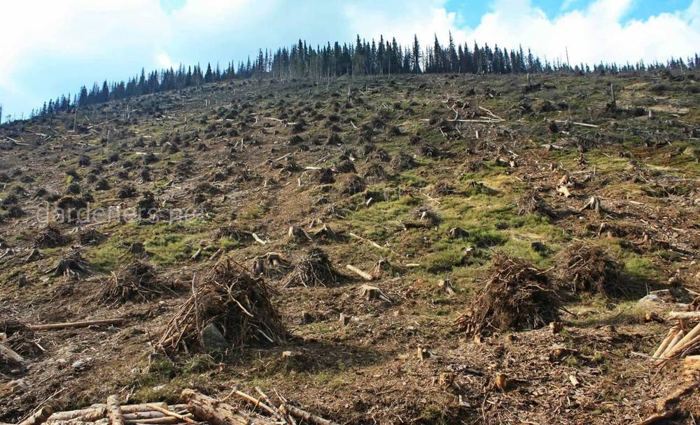 Уничтожение лесов