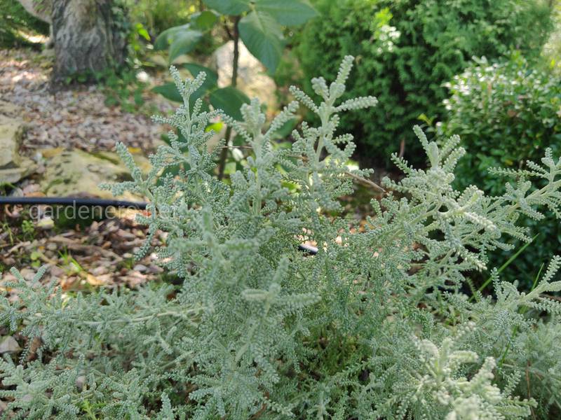 Какие вечнозеленые растения могут украсить ваш двор?