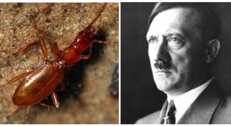 Маленький сліпий жук, названий на честь Адольфа Гітлера, мало не зник через прихильників великого диктатора