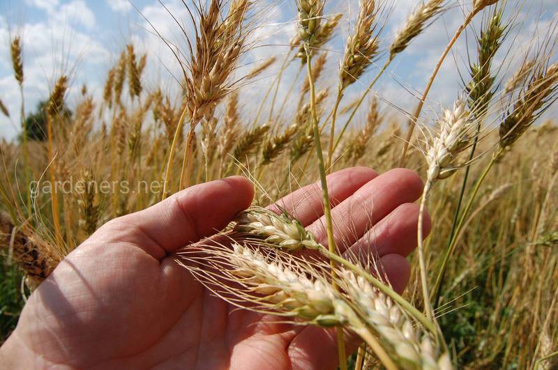 Жовта карліковість пшениці! Як розповсюджується та основні симптоми зараження?