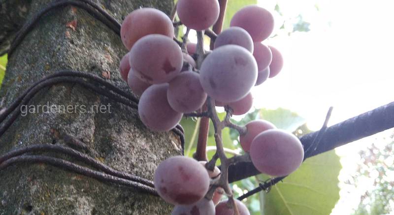 Рекомендации по уходу за виноградом