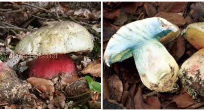 Лесной черт, он же сатанинский гриб - описание и токсические свойства