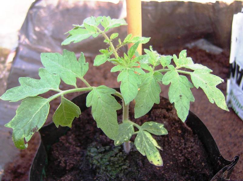 Чому важливо видаляти нижнє листя помідора?