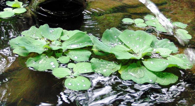 Пистия: растение водяной фильтр для искусственных и природных водоемов