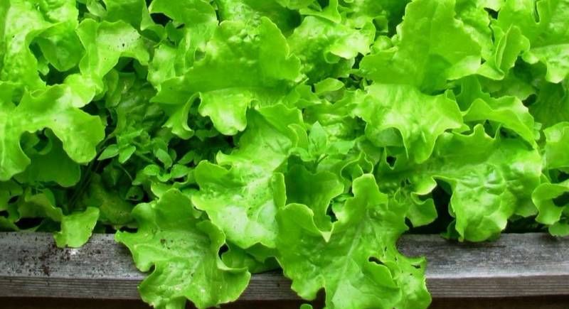 Какие сорта салата подойдут для выращивания на подоконнике 