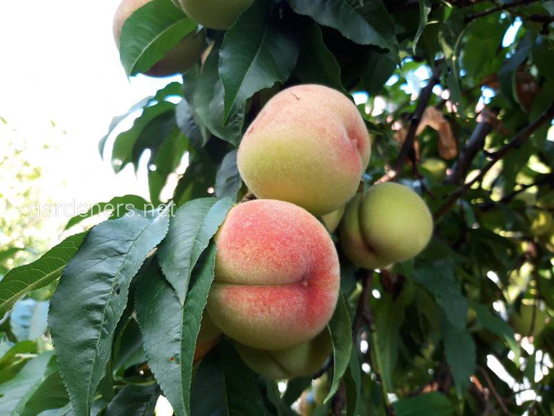 Цікаві факти про персики