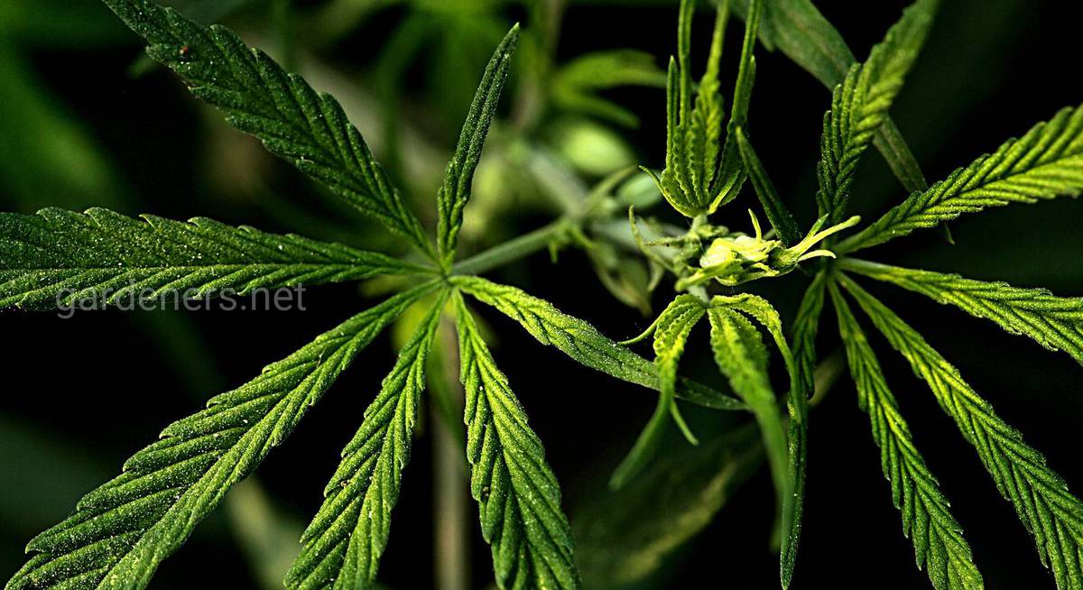 Фосфор для марихуаны как вырастить марихуану в огороде