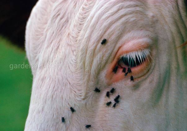 Мухи на глазу коровы (перенос телязий)