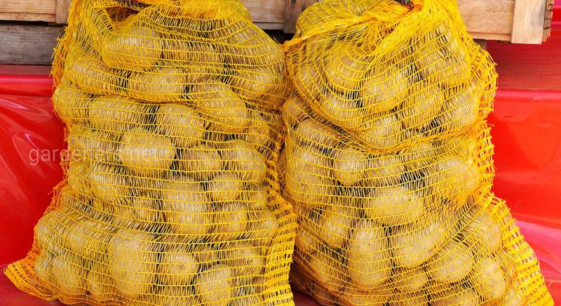 ТОП-9 причин поганого врожаю картоплі