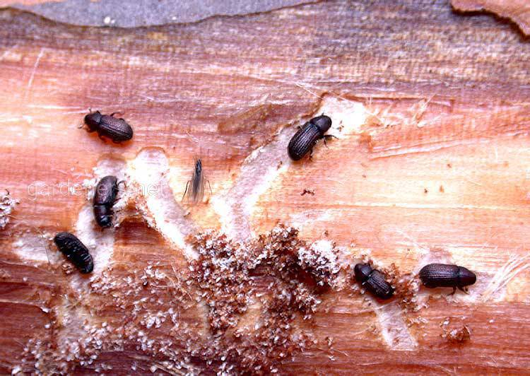 жуки которые едят дерево фото