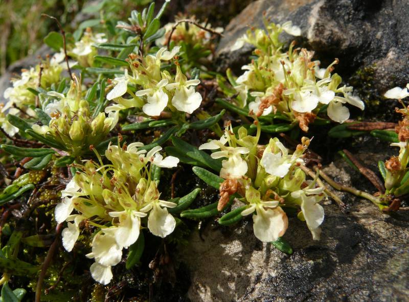 Дубровник горный