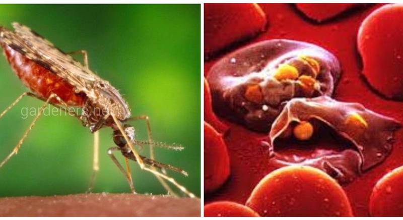 Загальні відомості про малярію: збудники, специфіка захворювання, лікування та профілактика