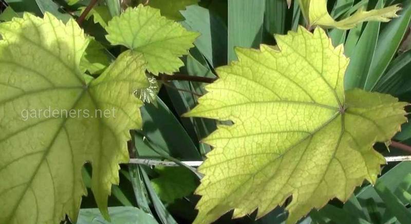 Хлороз на листьях: как справиться с напастью