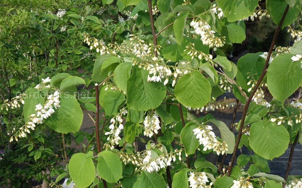 Styrax obassia