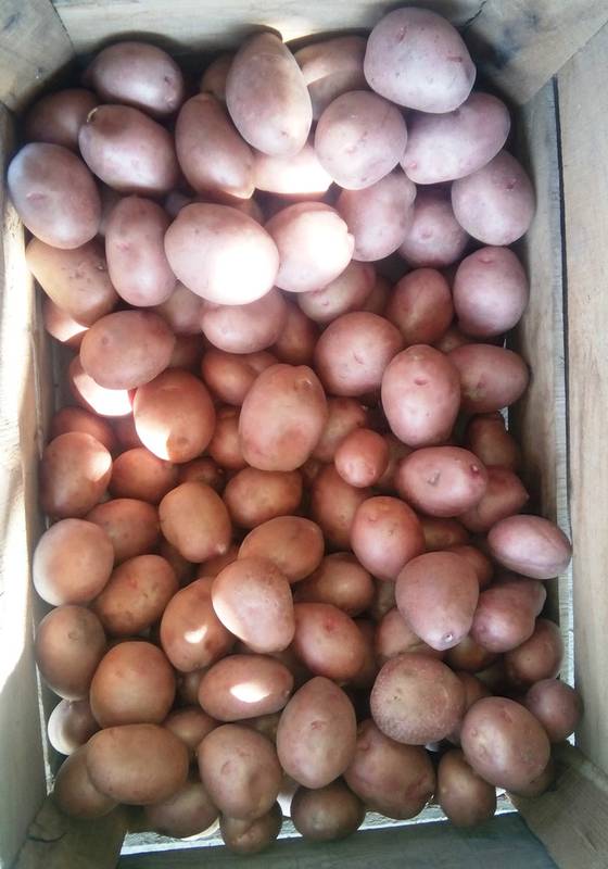 Кормовой картофель