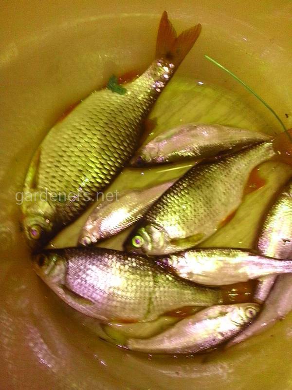 Рибні відходи в якості добрива чудово підходять для листових зелених овочів і газонів!