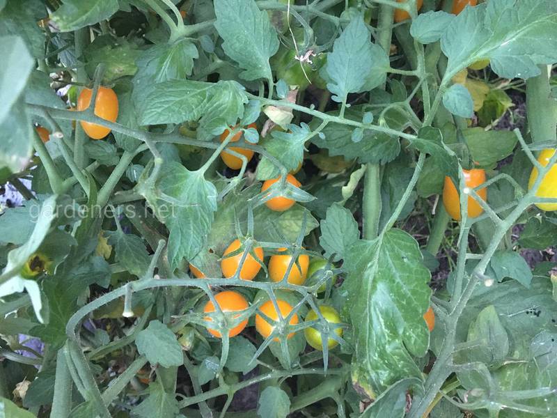 Какие растения следует избегать при выращивании томатов?