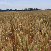 Яких умов необхідно дотримуватись для досягнення хороших урожаїв у виробництві пшениці?