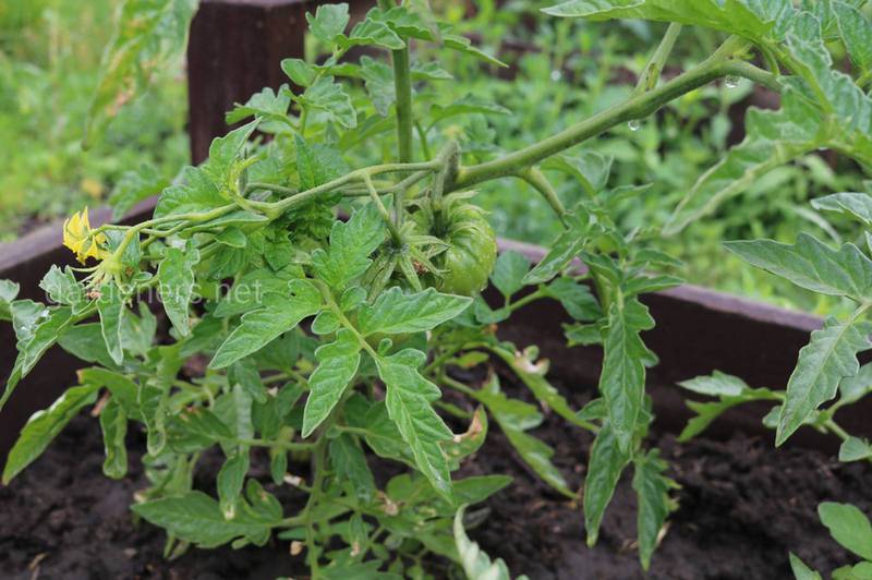 Как правильно пересаживать рассаду томатов в открытый грунт?