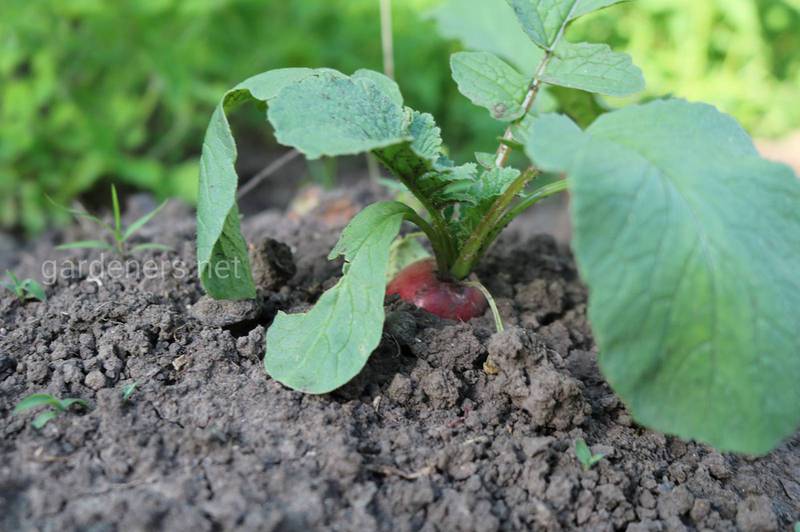 Как большие дозы азота могут снизить урожай редиски?