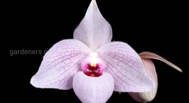 Орхидеи подростки, сорт Paph. Lynleigh Koopowitz размер 3.5" без цветов