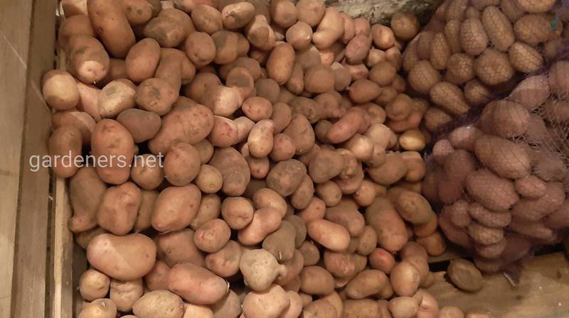 Що виготовляють з картоплі