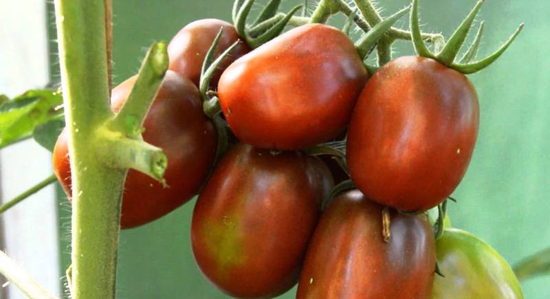 ТОП 10 необычных томатов