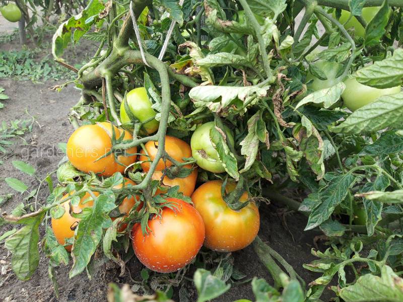 Как влияют на томаты растения, поступки рядом?