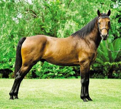 Басуто лошадь