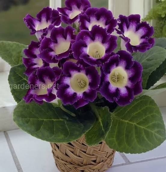 Gloxinia Hollywood