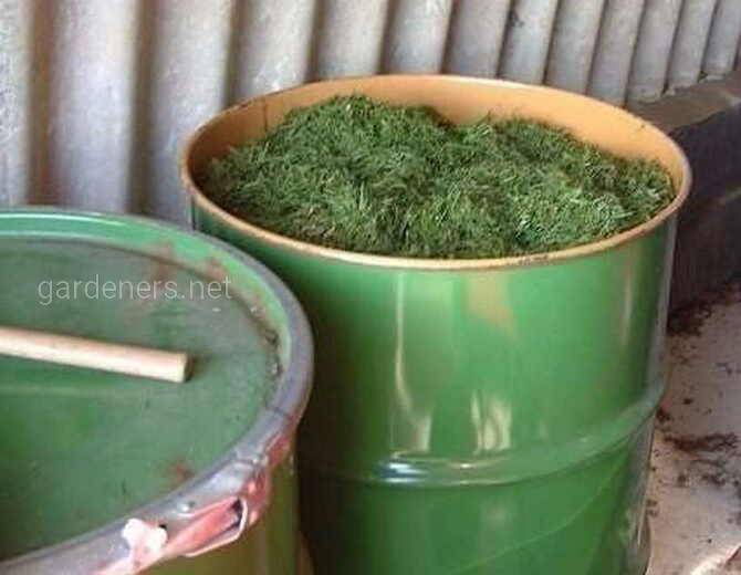 Приготовление зелёного навоза в бочках