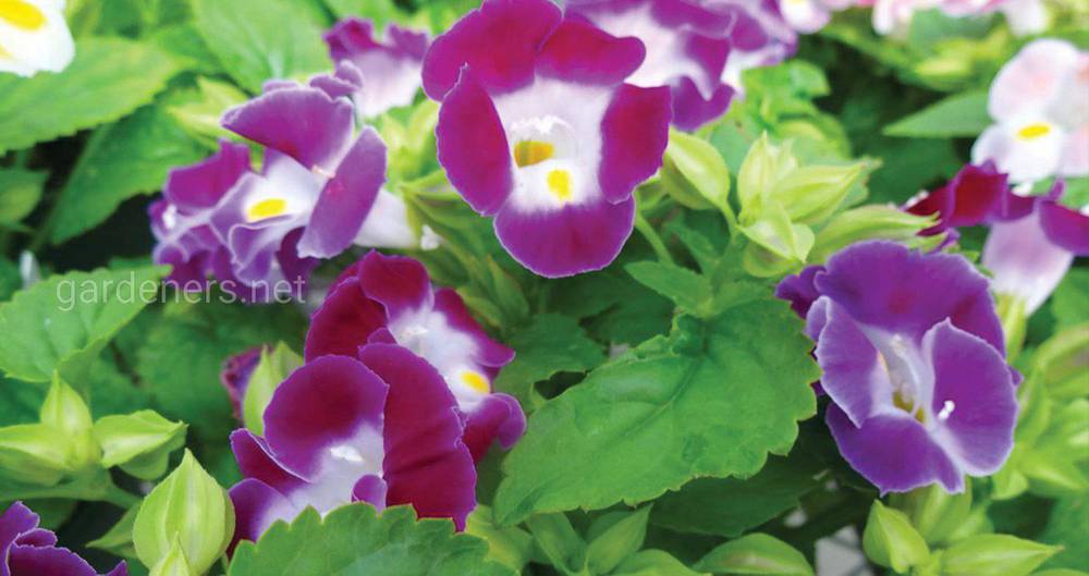 Torenia