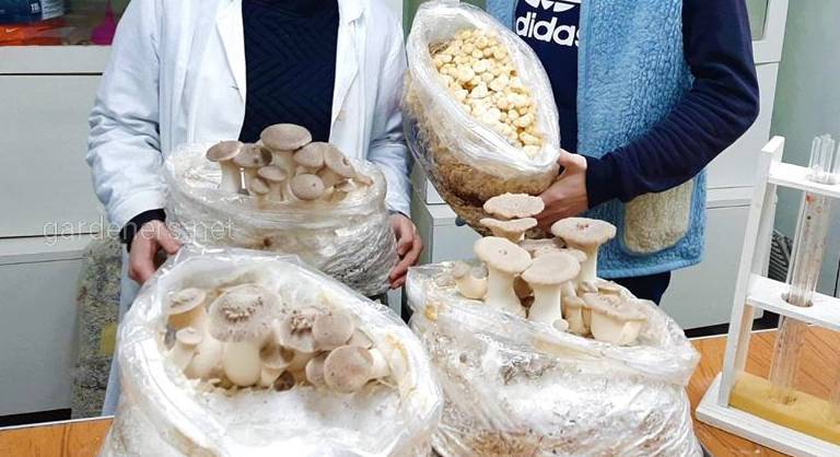 Промислове грибівництво все більше набирає популярності серед аграріїв всієї України