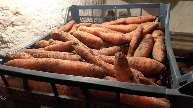 Польза морковной мякоти 