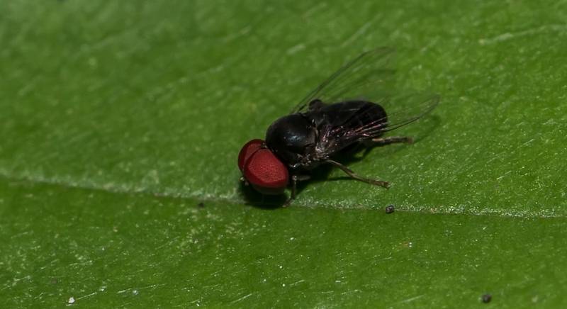 Грибная муха - разносчик болезней