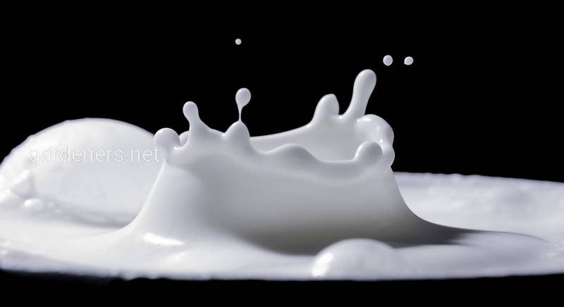 Причини недостатньої жирності коров'ячого молока і способи її підвищення 