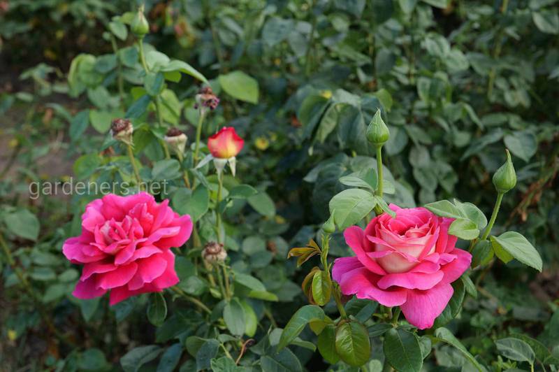 Как распознать черную пятнистость у роз?