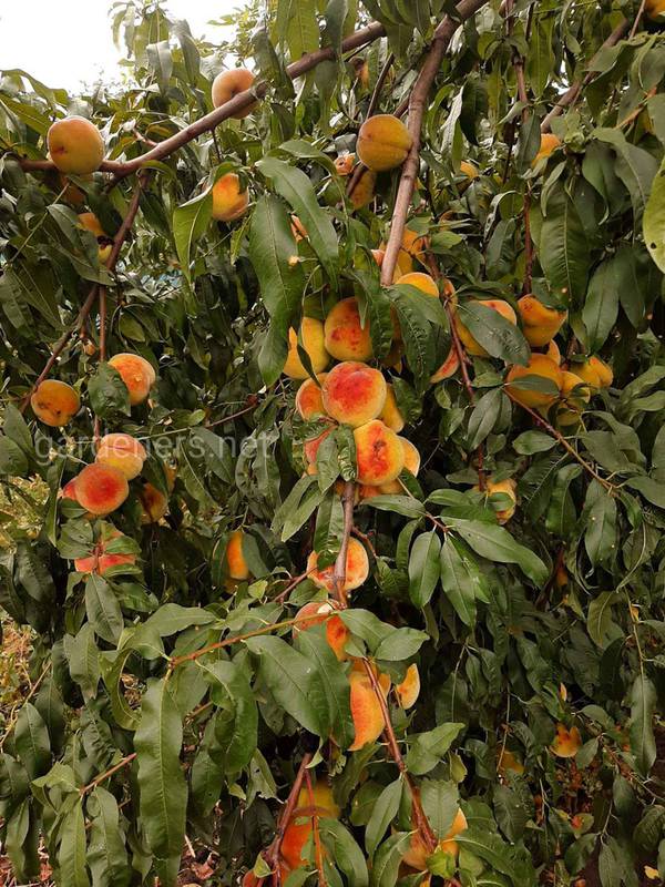 Як врятувати персик від довгоносиків?